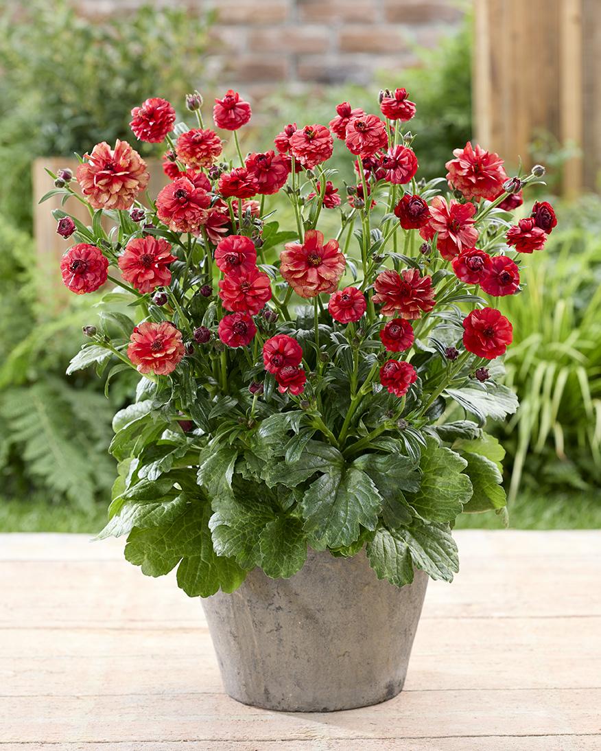 Ranunculus Butterfly™ Hades® (pot) - Green Works - Specialist in Ranunculus