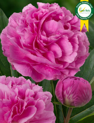 Peony Think Pink (Early) - Green Works - Specialist in Peonies