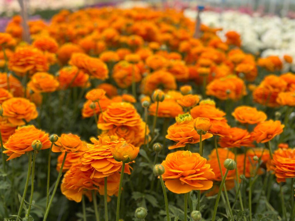 Oranje Ranunculus