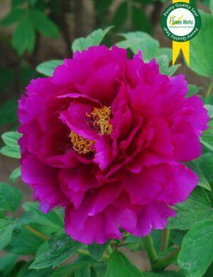 Yog boyoqlari boyicha master-klassdagi peonies